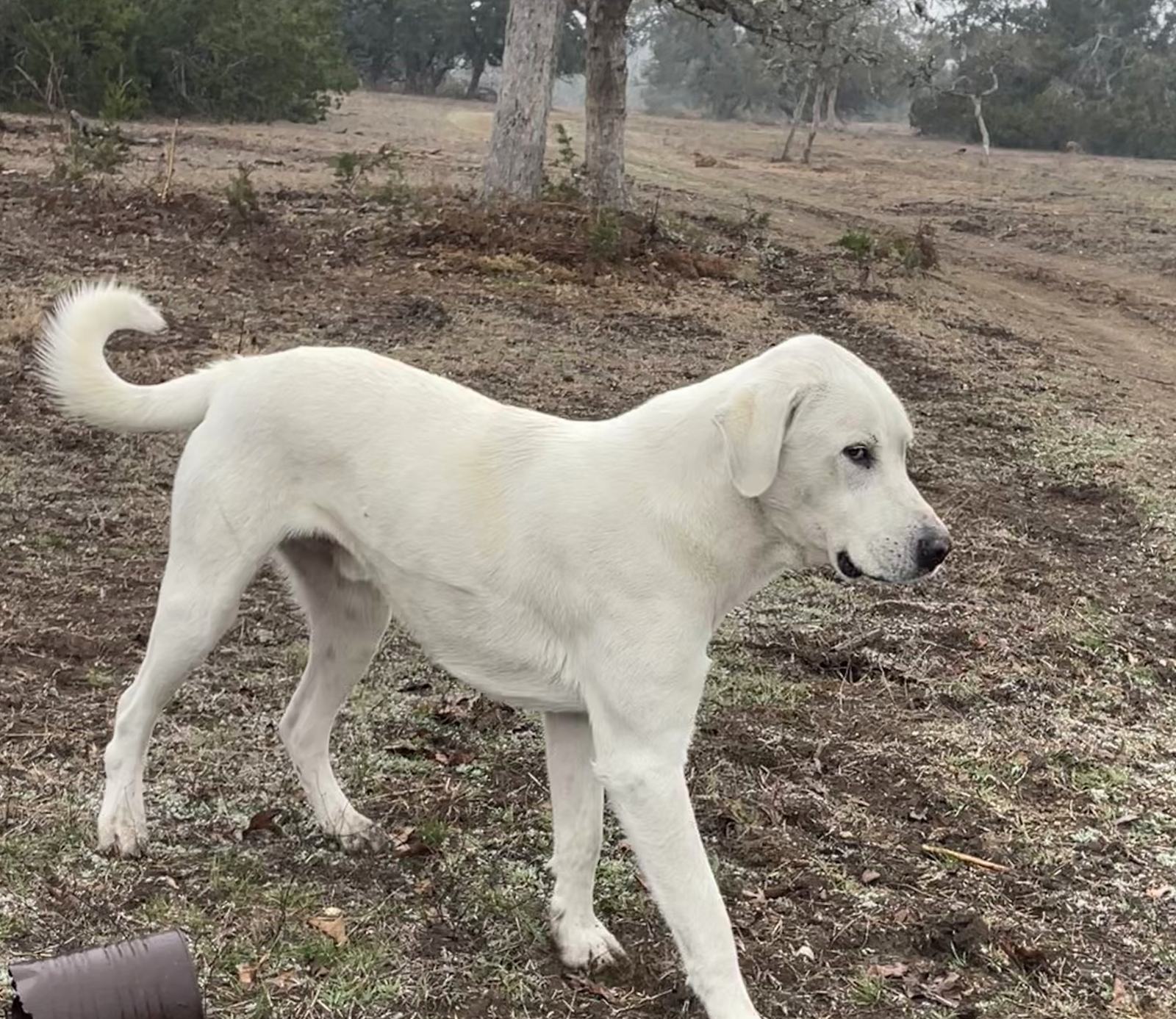 A white dog walking across a grassy pasture